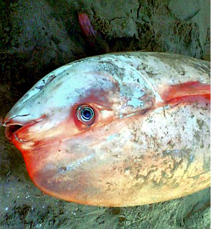 Luvarus imperialis_0819.jpg